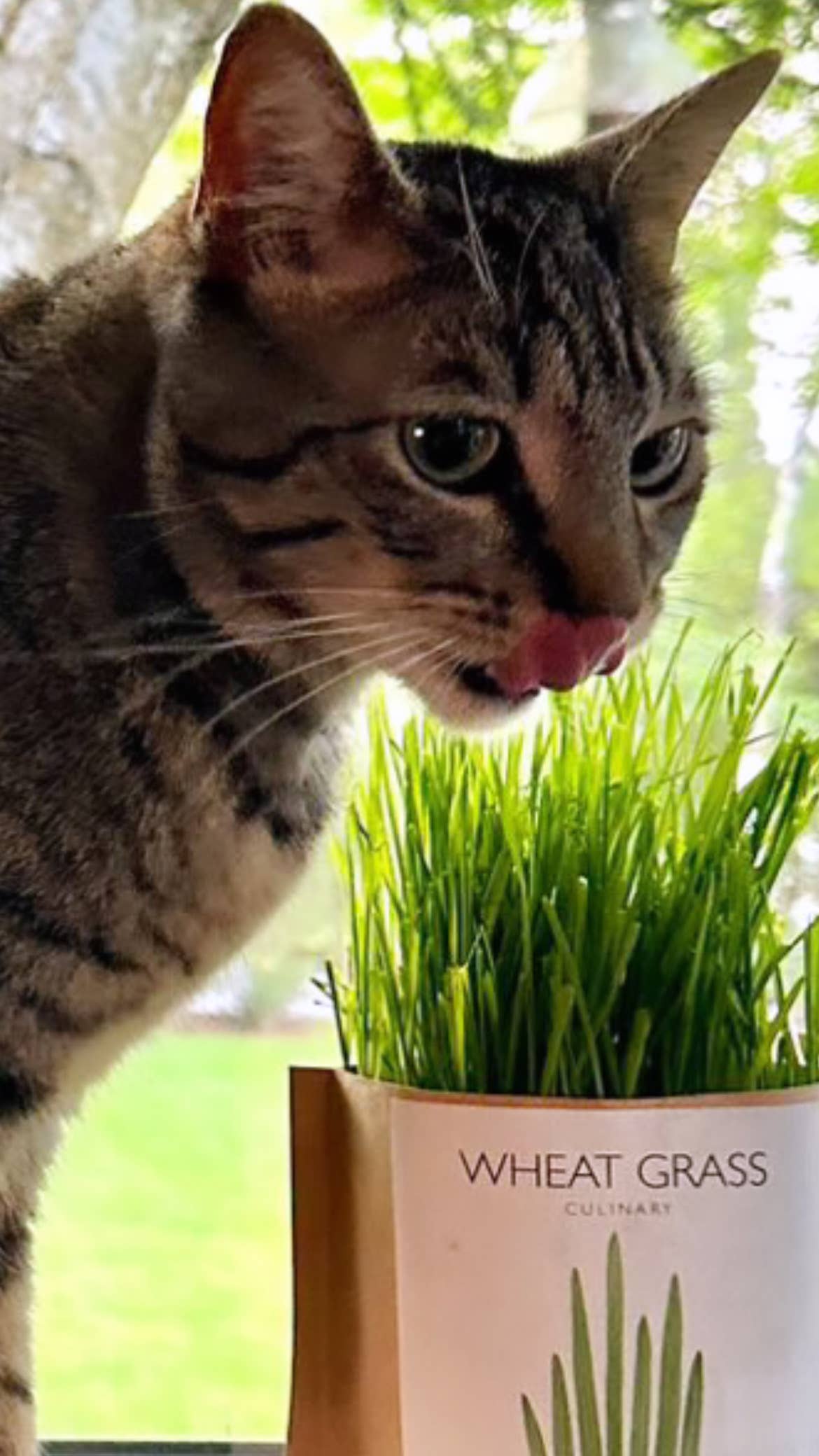Garden in a Bag | Cat Grass | Pet Treat | Cat Gift