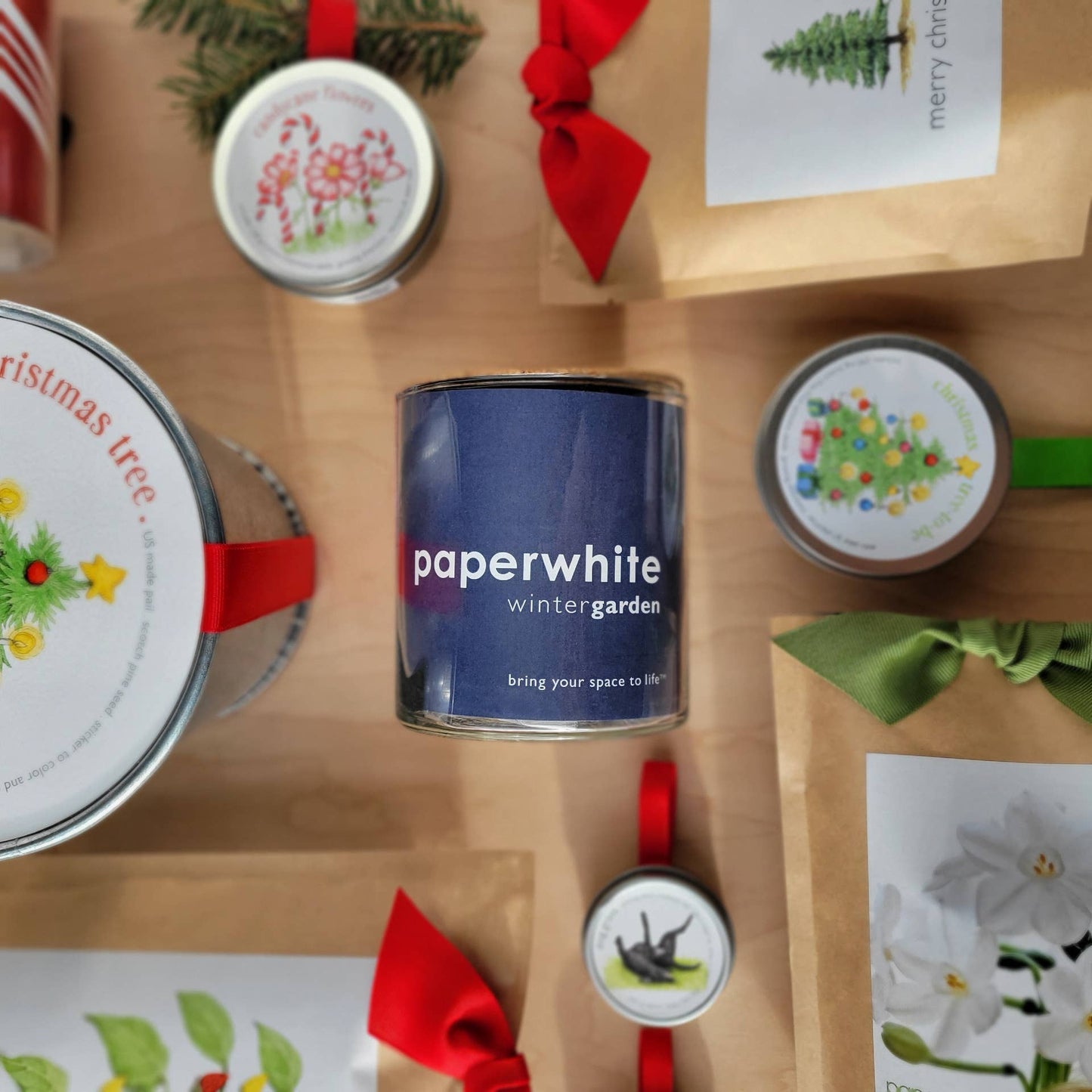 Essential | Paperwhites | Fall & Christmas | Best Seller