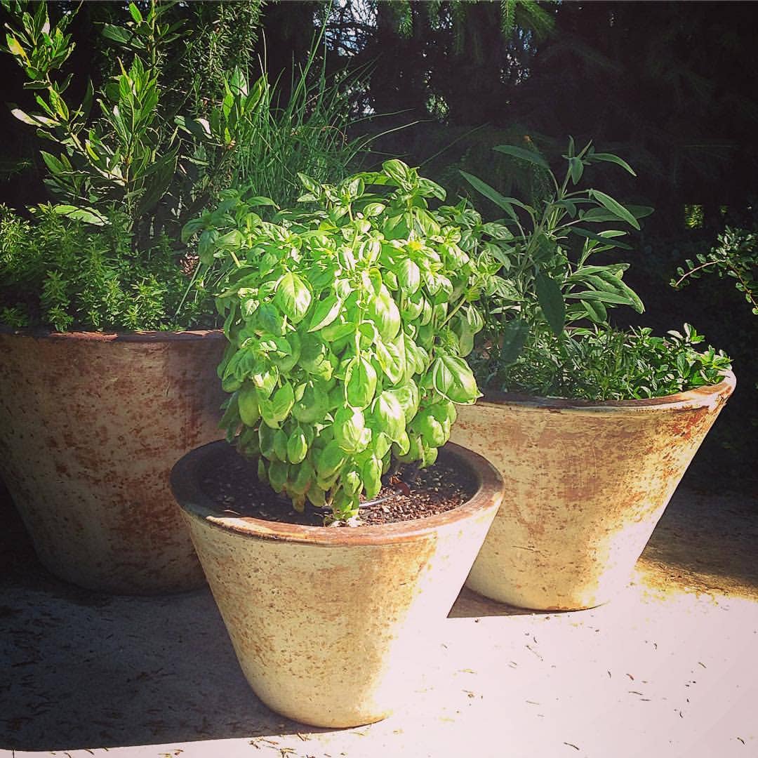 Growing Wishes Herb | Cheer | Herb Sentiments