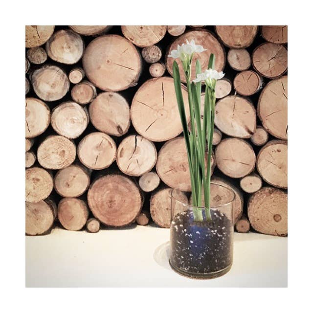 Essential | Paperwhites | Fall & Christmas | Best Seller