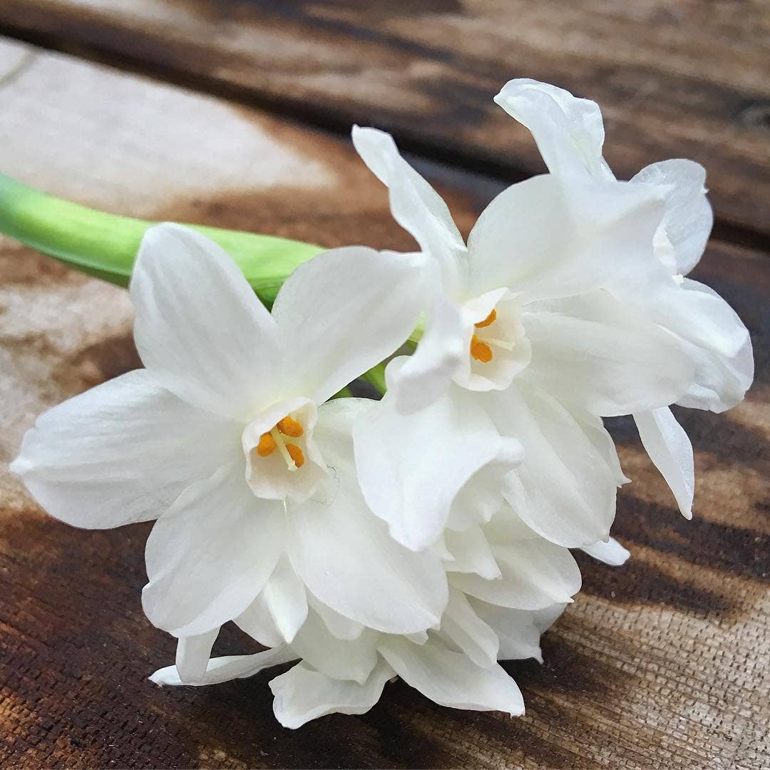 Essential | Paperwhites | Fall & Christmas | Best Seller