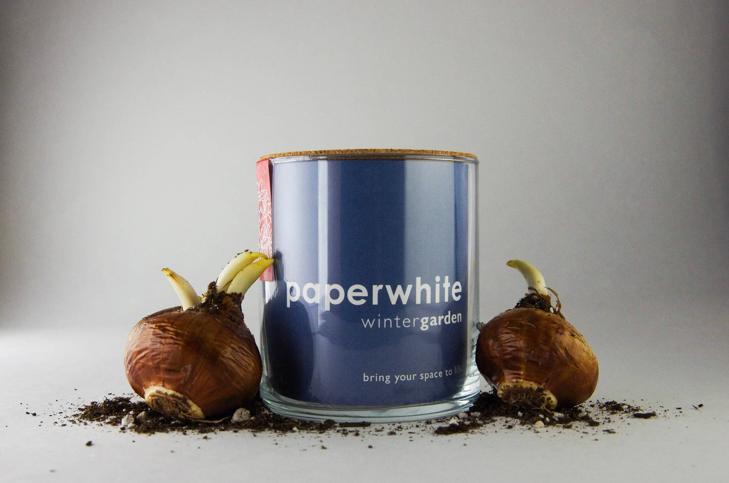 Essential | Paperwhites | Fall & Christmas | Best Seller