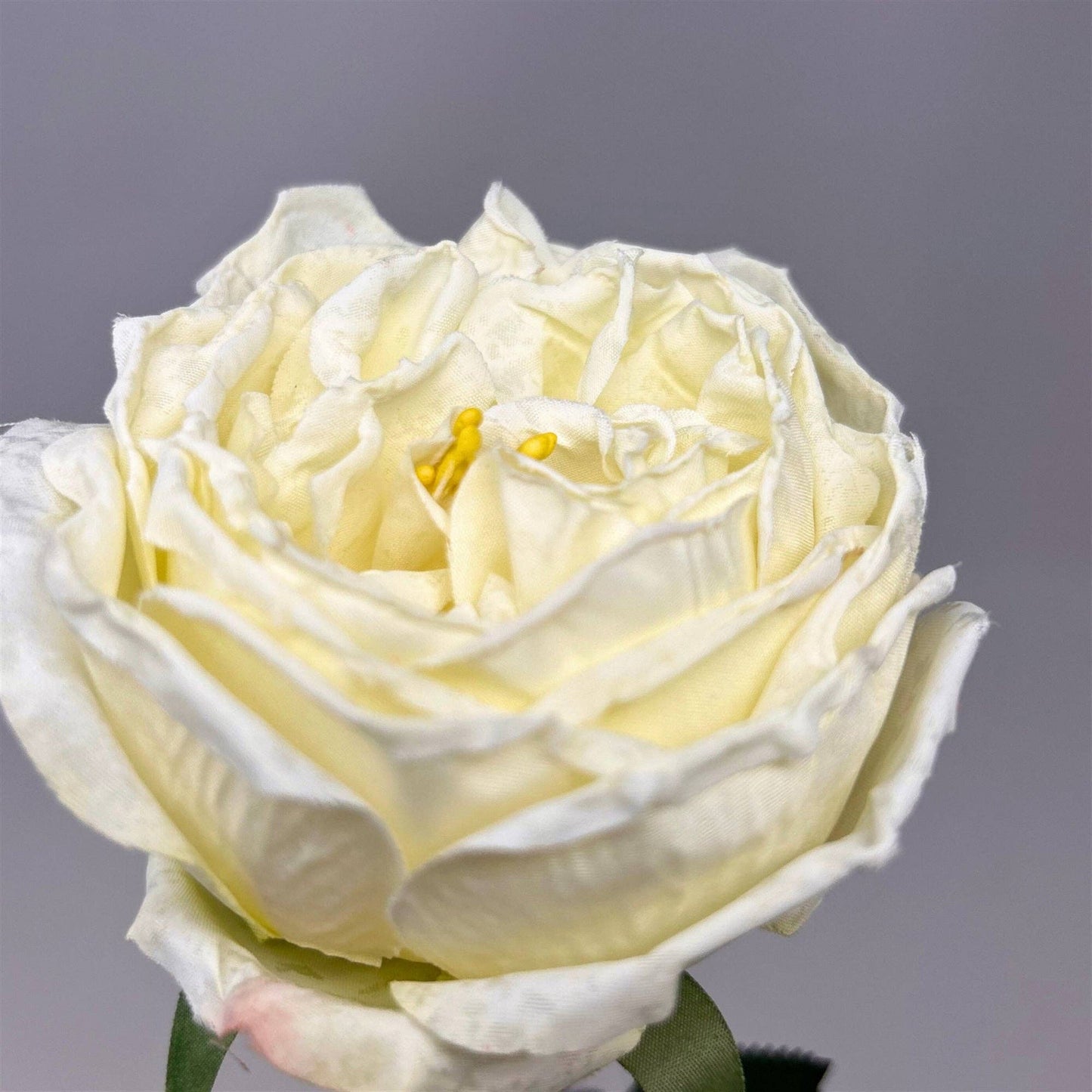Windsor Rose Stem 24" - Cream