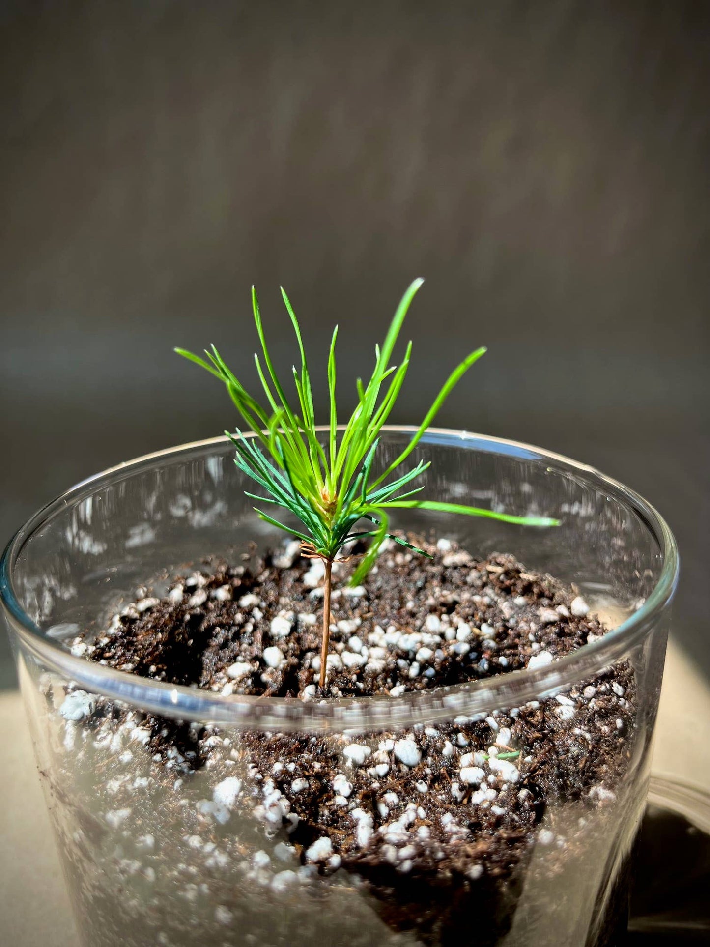 Essential | Christmas Tree | Hostess gift | Event Gift