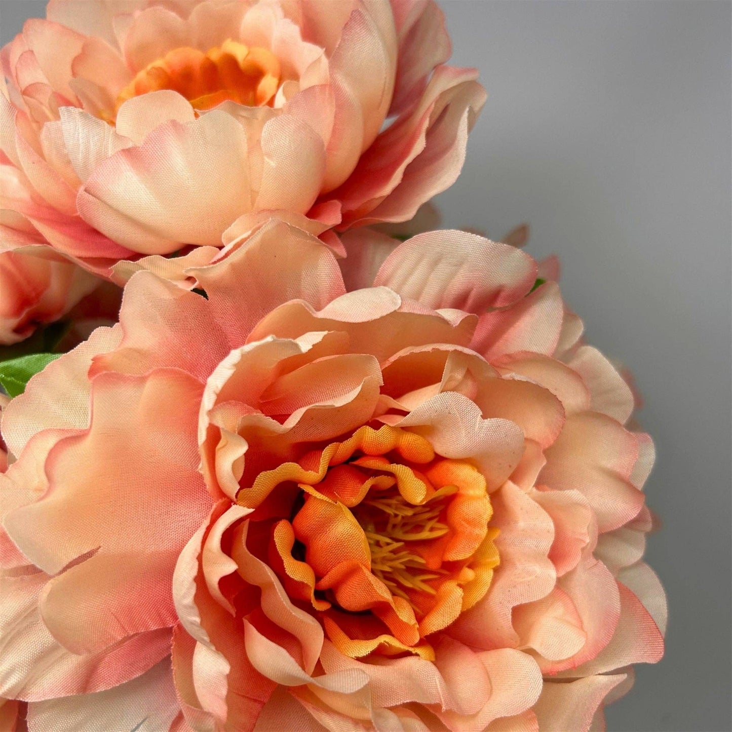Large Peony Bush x7 - Coral 18"