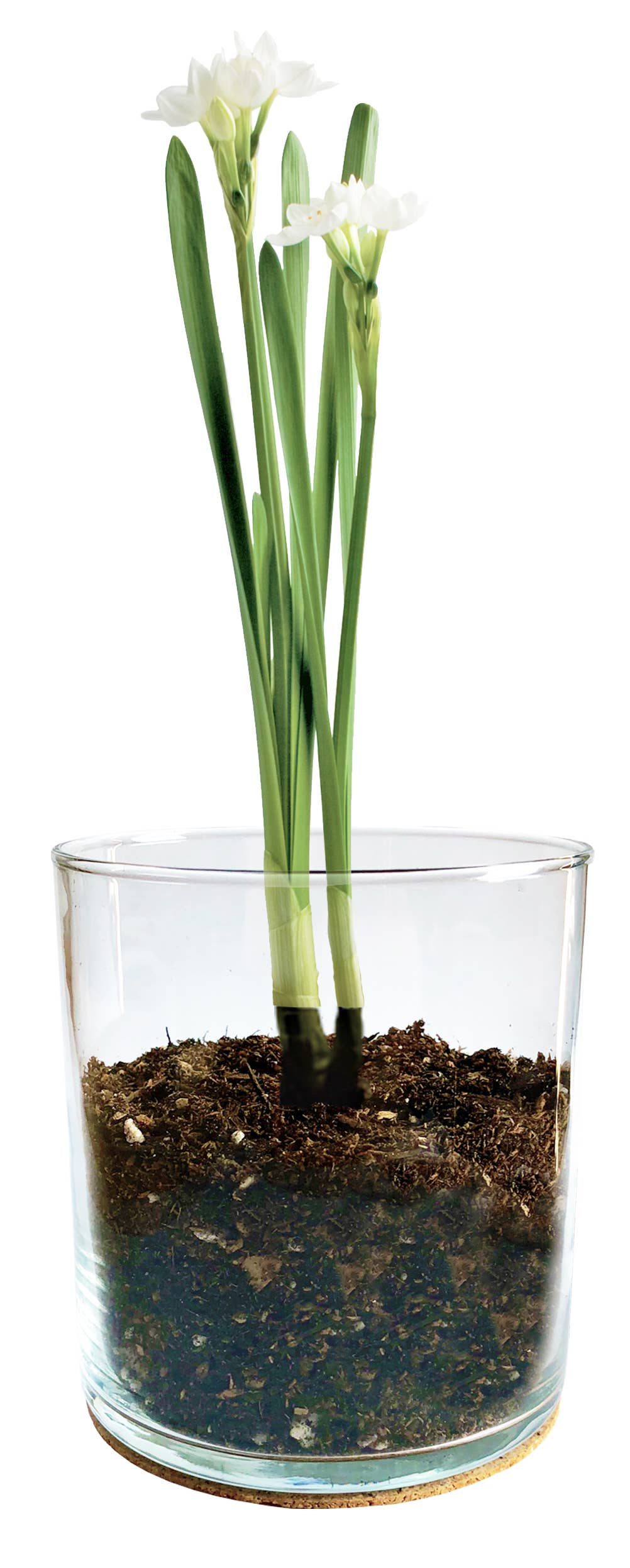 Essential | Paperwhites | Fall & Christmas | Best Seller