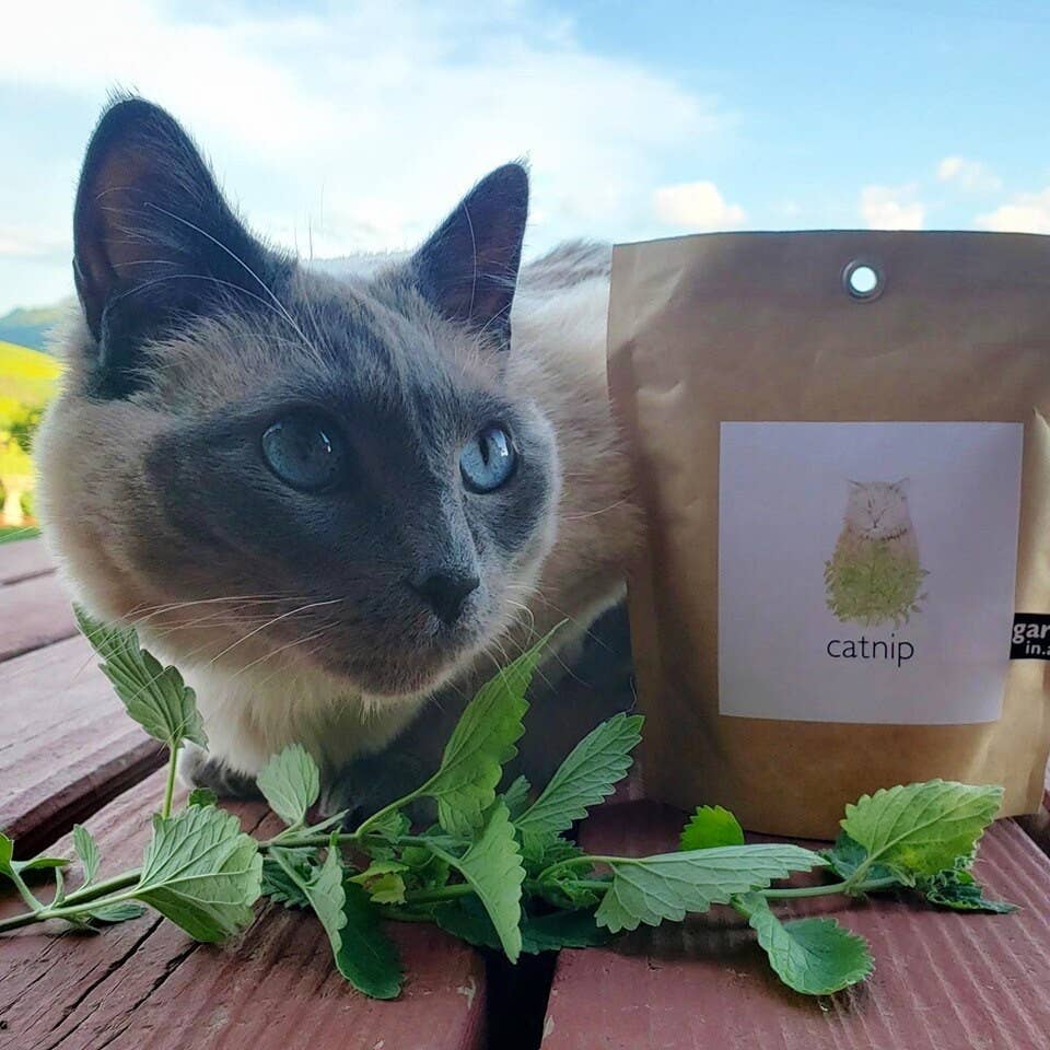Garden in a Bag | Catnip | Pet Treat | Cat Gift