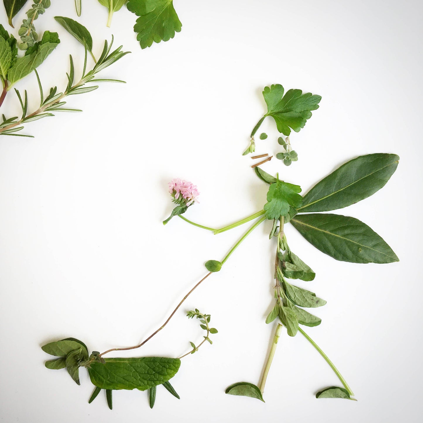 Garden in a Bag | Dog Grass | Pet Treat | Dog gift