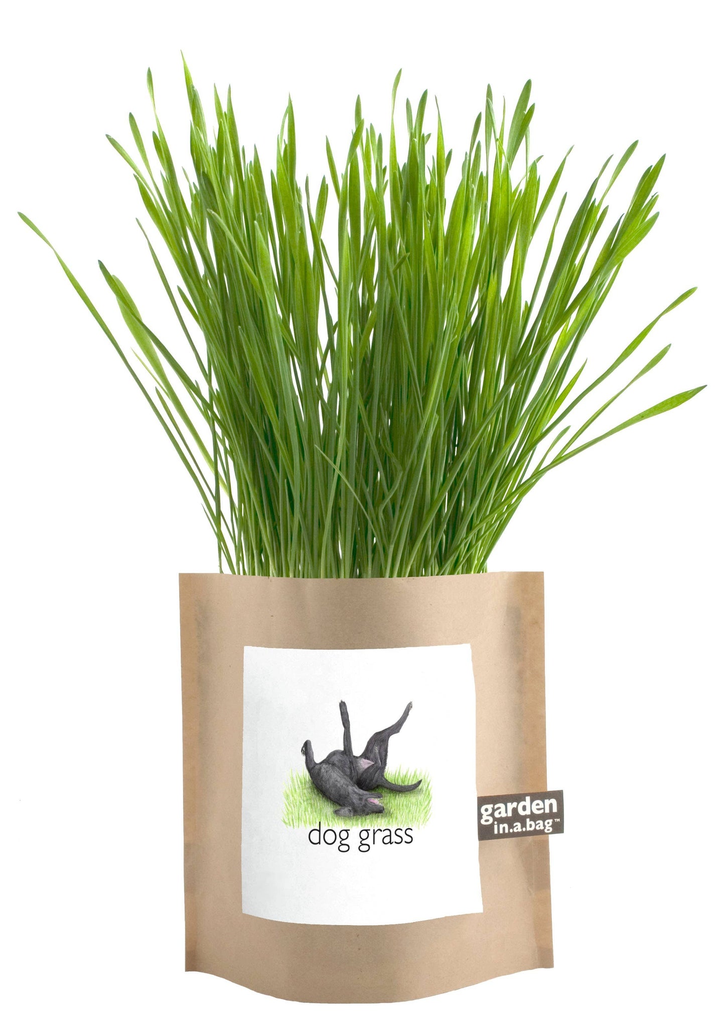 Garden in a Bag | Dog Grass | Pet Treat | Dog gift