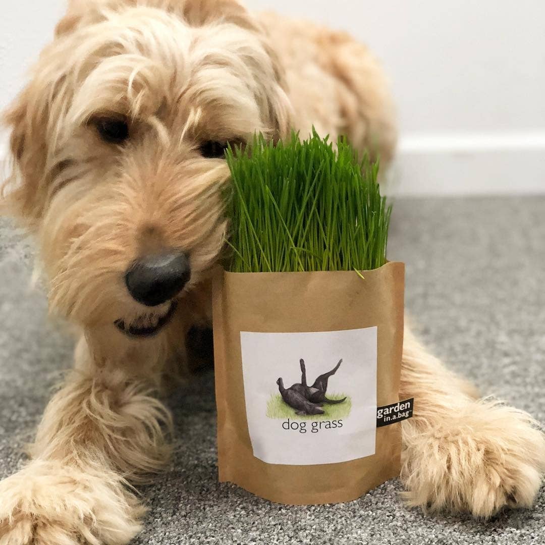Garden in a Bag | Dog Grass | Pet Treat | Dog gift