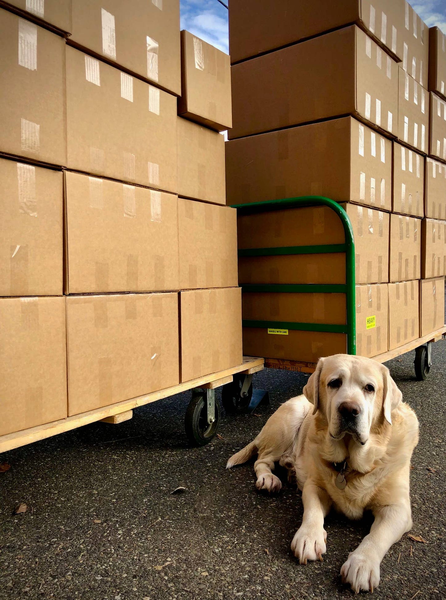 Garden in a Bag | Dog Grass | Pet Treat | Dog gift