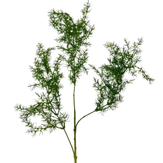 Sprengeri Spray - Green 38"