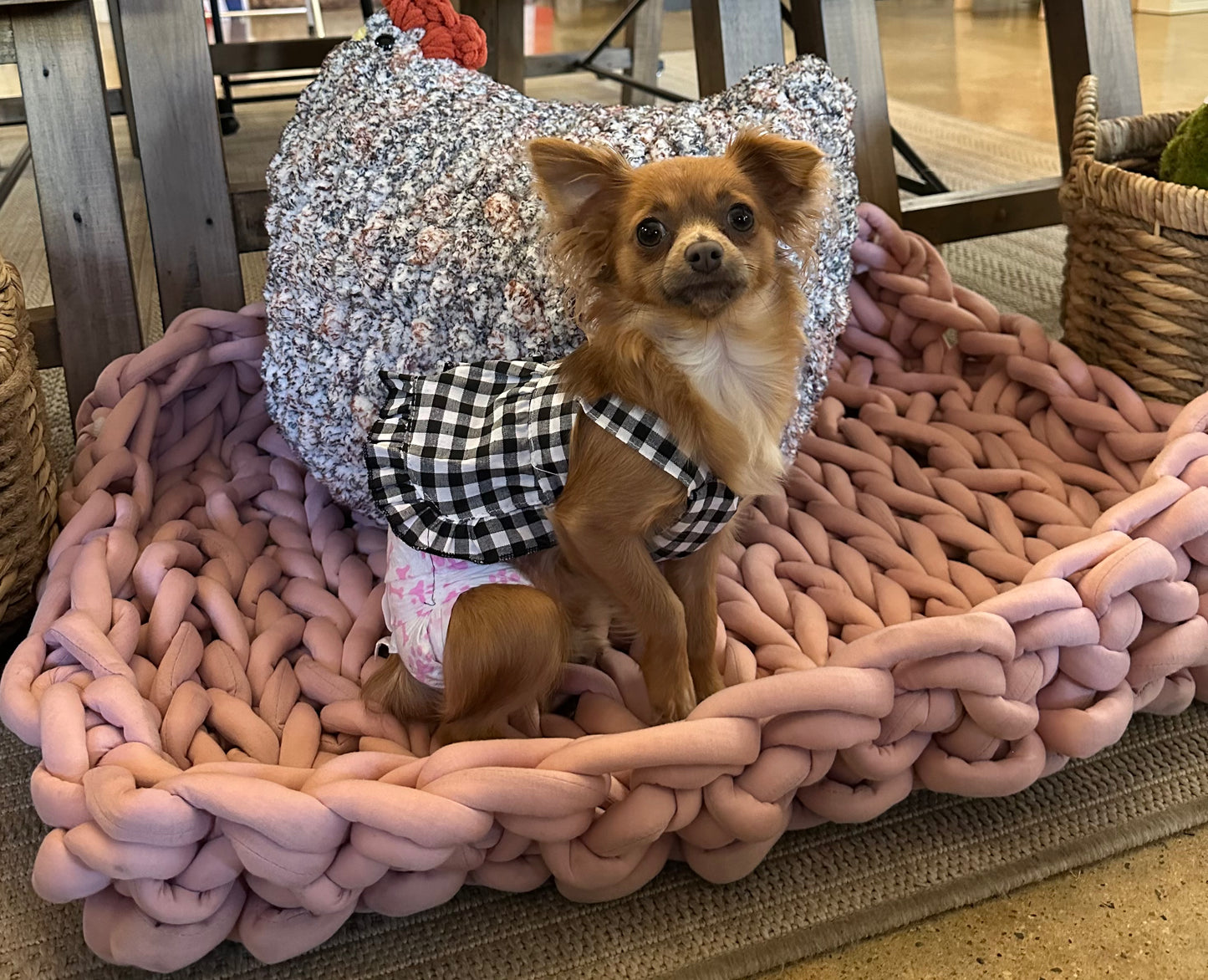 Hand Knit Dog Bed Class