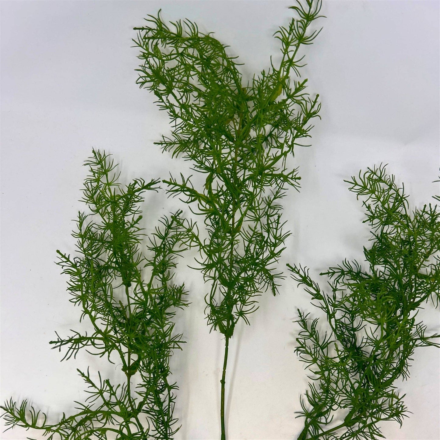 Sprengeri Spray - Green 38"