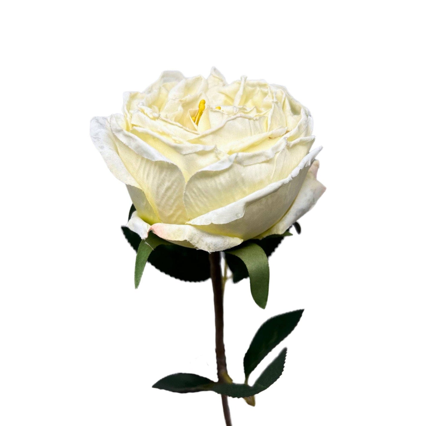 Windsor Rose Stem 24" - Cream