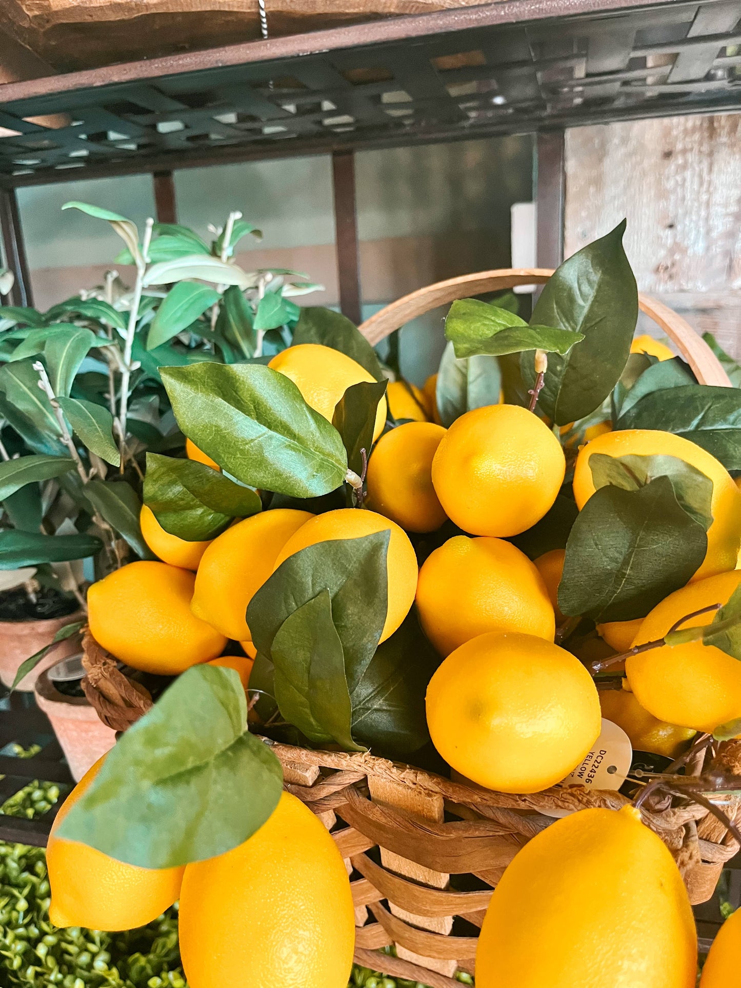 Lemon Plant Pick 12"
