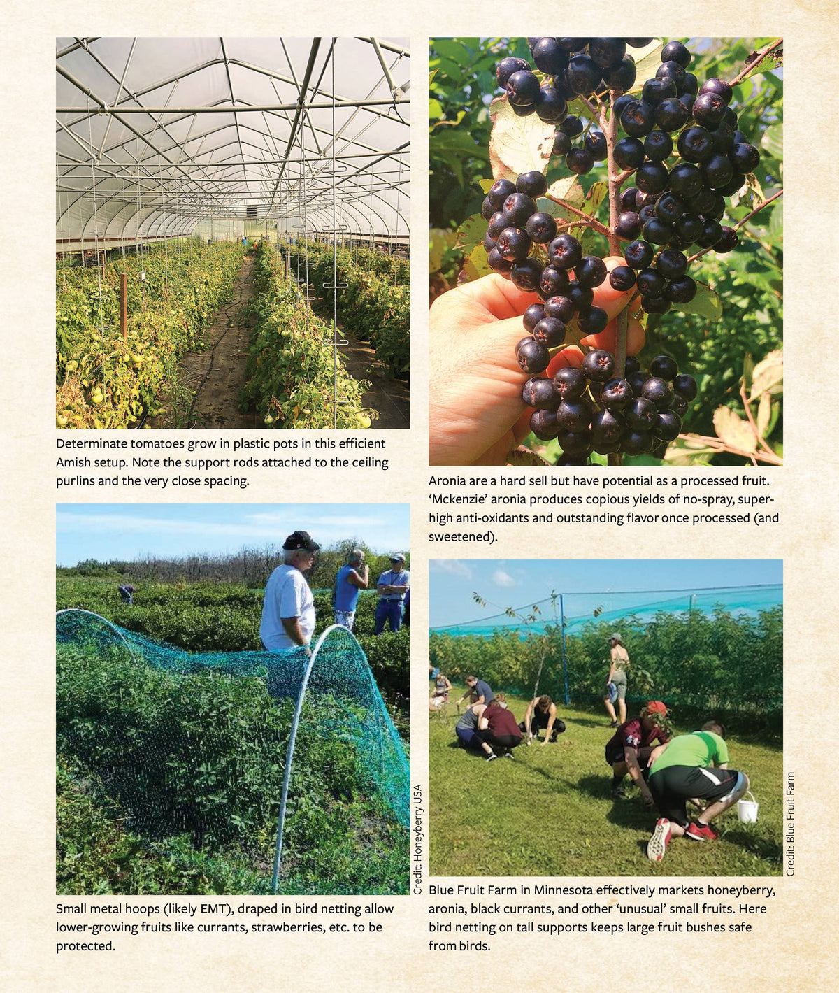 The Berry Grower