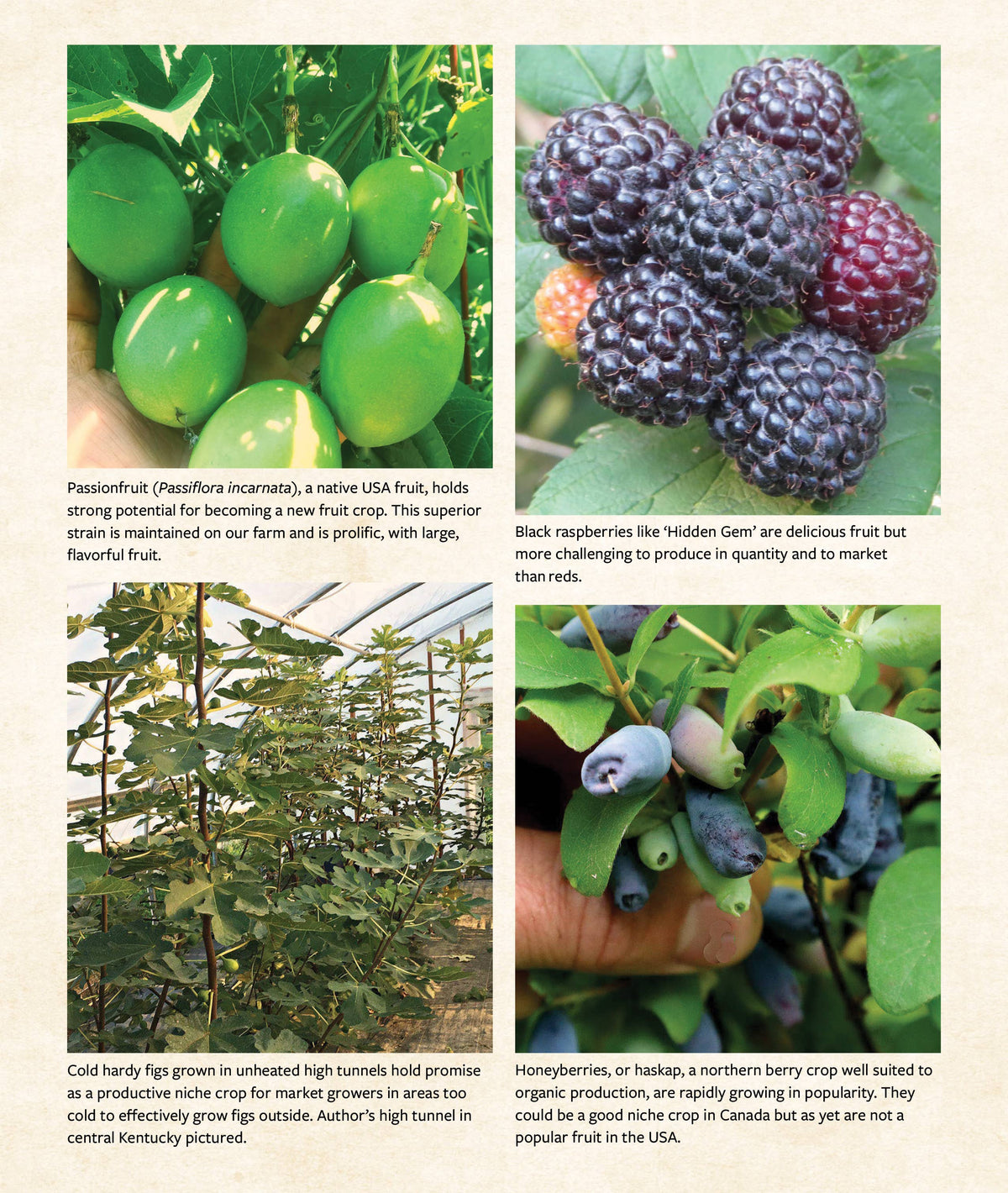 The Berry Grower
