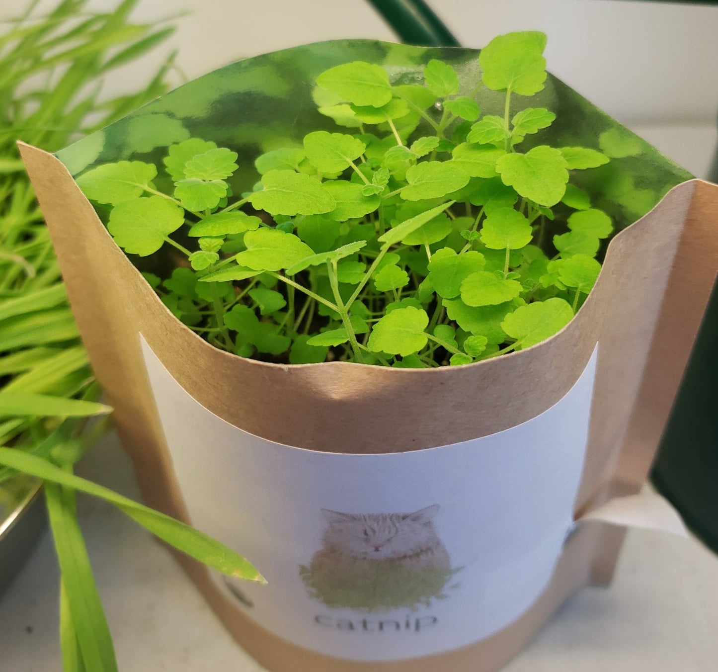 Garden in a Bag | Catnip | Pet Treat | Cat Gift